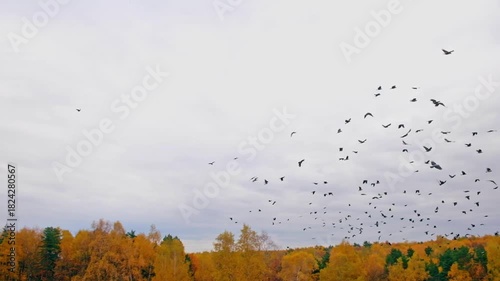 Flock of birds takes off, crows in flight over colorful autumn forest, handheld real-time video, Not AI