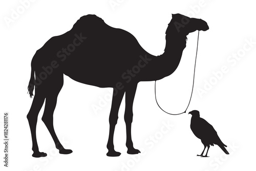  Black silhouette of a dromedary camel with a falcon on a leash in the desert silhouette
