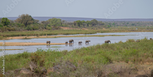 Elephants in the bush of Kruger National Park South Africa