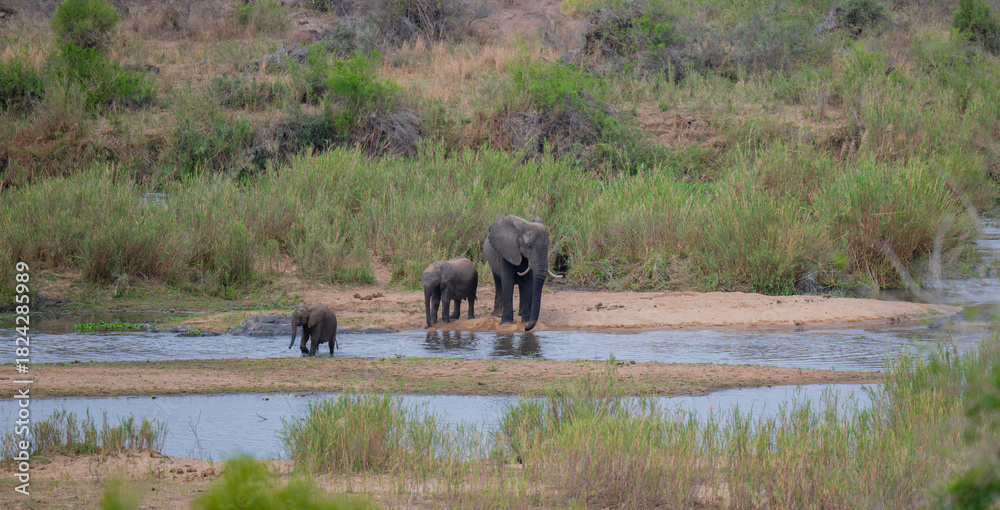 Obraz premium Elephants in the bush of Kruger National Park South Africa