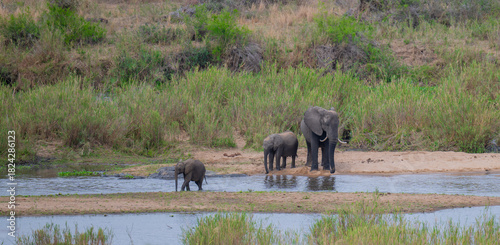 Elephants in the bush of Kruger National Park South Africa