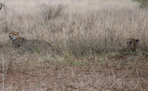 Cheetah - Cheetahs in the bush of Kruger National Park South Africa