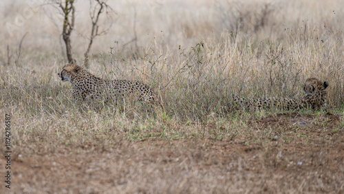 Cheetah - Cheetahs in the bush of Kruger National Park South Africa