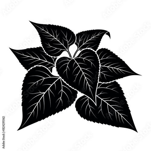 Black and white illustration of plant leaves.