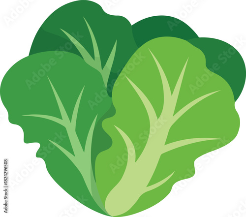 Fresh green lettuce vector illustration showing healthy leafy greens for salad ingredients and organic produce