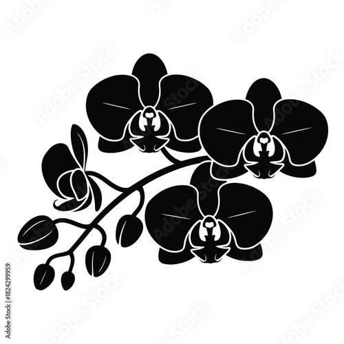 Elegant black orchid silhouette on white background