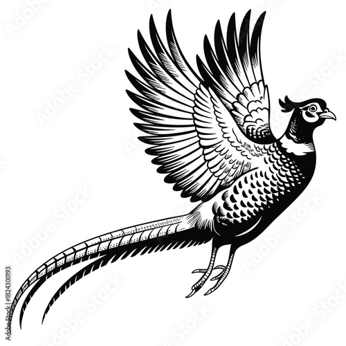 Detailed black and white illustration of a pheasant in flight