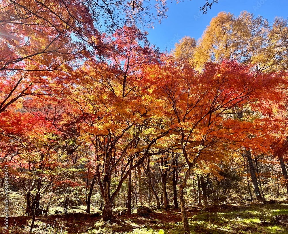 Naklejka premium Autumn Maple Forest with Vibrant Red and Orange Leaves