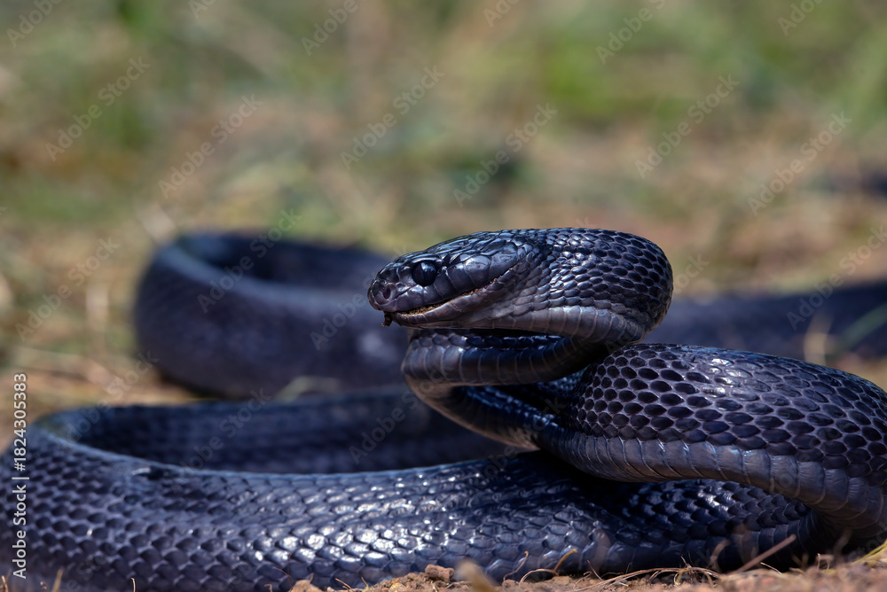 Fototapeta premium Big black boiga snake in attack position, mangrove snake black boiga ready to attack 