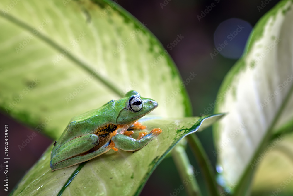 Fototapeta premium Black-webbed Treefrog hanging on a leaf, close up of a Black-webbed Treefrog.