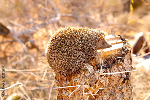 lesser tenrec on a tree trunk 851