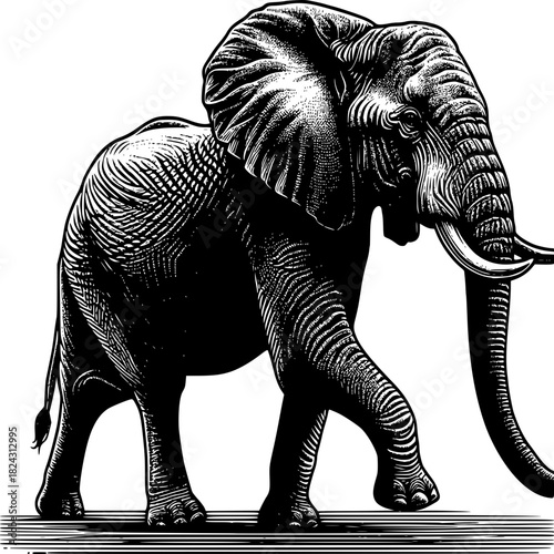 Majestic Elephant's Stroll: A detailed monochrome illustration of a grand elephant gracefully walking, showcasing its impressive size and powerful presence.