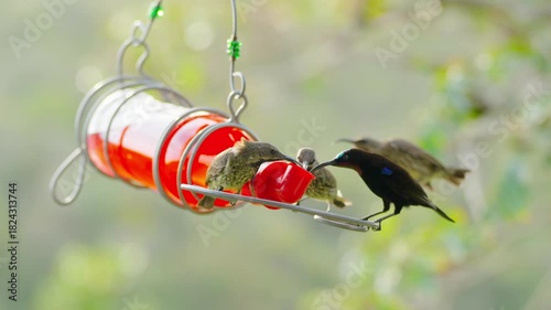 Sunbirds of various colours gather by the water dispenser to drink and chirp