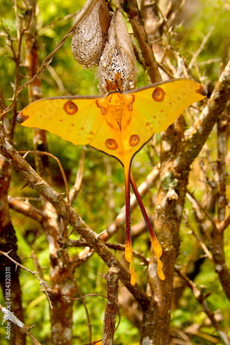 beautiful Malagasy butterfly with exotic wing shape 954
