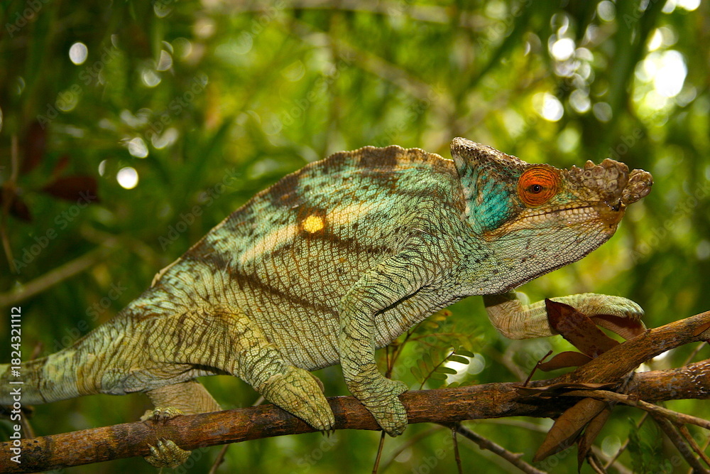 Naklejka premium colorful Malagasy chameleon, portrait 993 