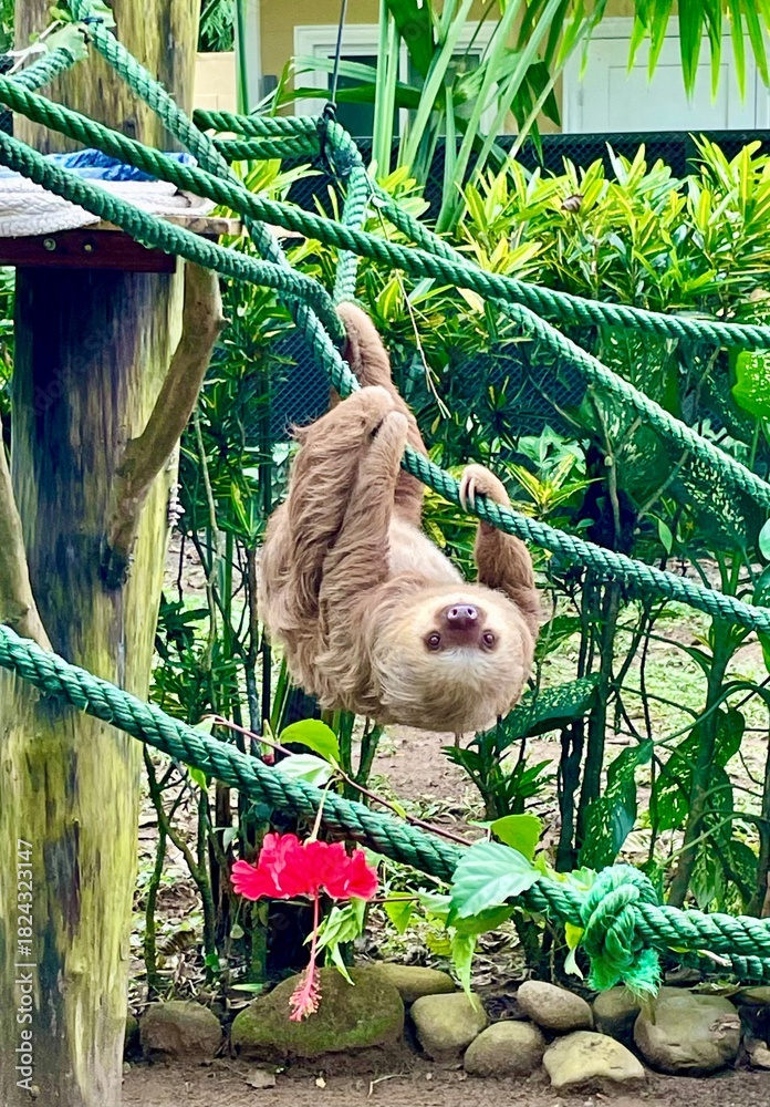 Fototapeta premium Sloth and a Flower