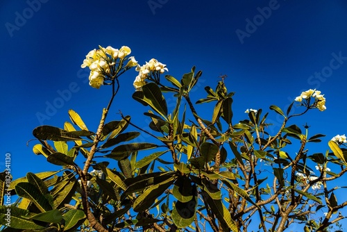 Plumeria Frangipani Flower of Laos Against Blue Sky