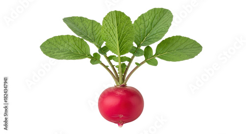 Fresh red radish with green leaves isolated PNG, vibrant root vegetable for healthy eating and culinary design on transparent background
