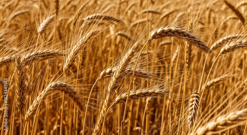 Golden Wheat Stalks Swaying Gently in a Warm Sunlit Agricultural Field