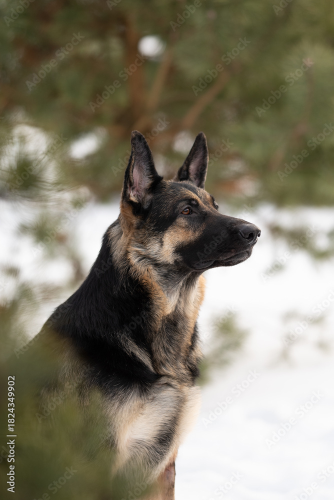 Naklejka premium Adult East European Shepherd dog sits alertly amidst a snowy outdoor landscape. The dog looks towards the right, ears perked, with snow and evergreen trees visible in the background