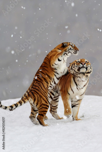 Tiger (Panthera tigris) 