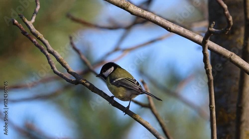 A Great tit perches on a leafless branch on a sunny autumn day. 