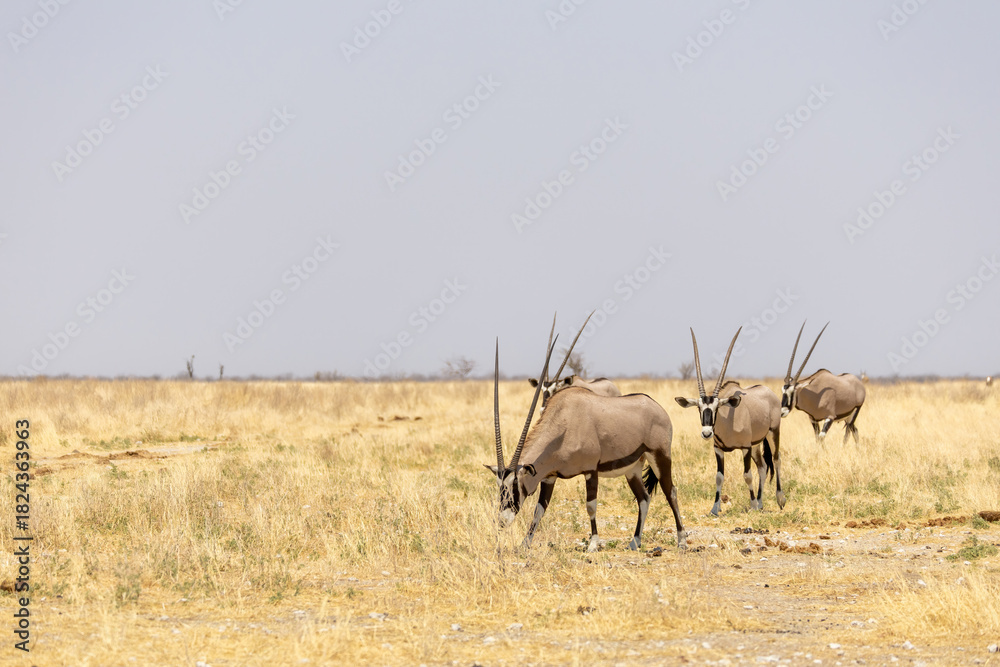 Fototapeta premium oryx antelopes in grassland of etosha np