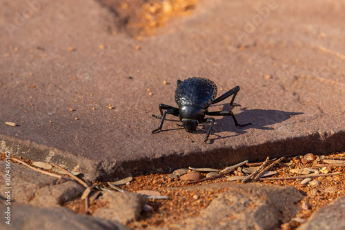 fog-basking beetle on ground of hardap region