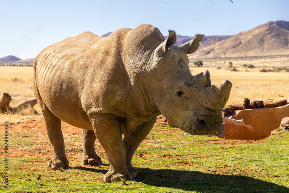 Obraz premium close up of white rhinoceros onwater hole in the hardap region of namibia