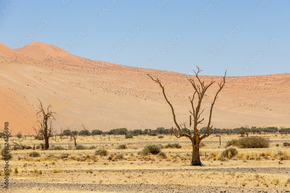 Fototapeta premium dead tree against red dunes in sossusvlei