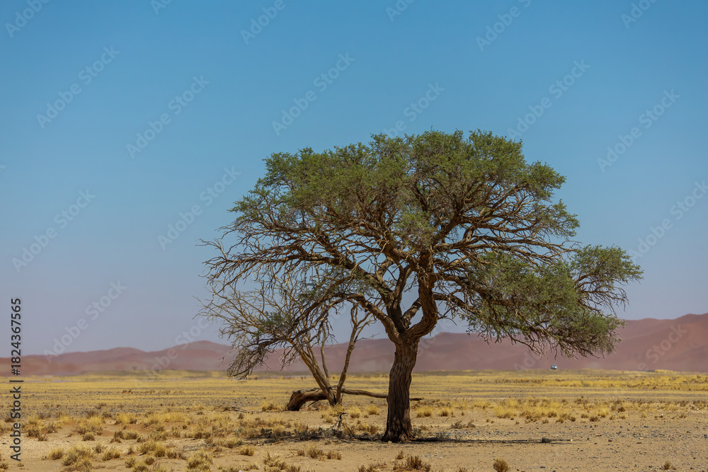 Fototapeta premium camel thorn against dune in sossusvlei