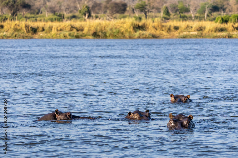 Fototapeta premium hippos in okavango river in Zambezi region