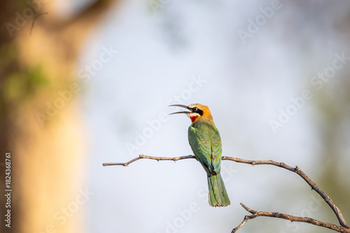 white-fronted bee-eater perching on a twig in zambezi region