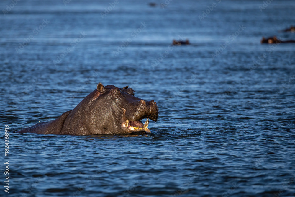 Fototapeta premium hippo with open mouth in okavango river