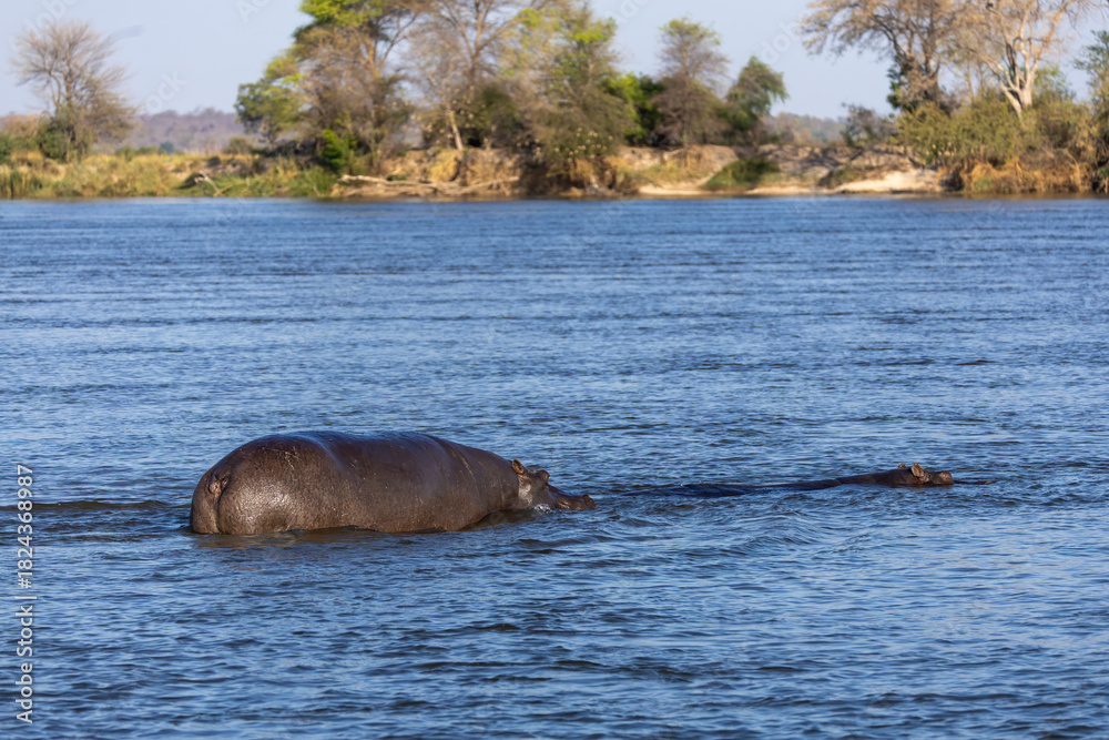Fototapeta premium back of hippo in okavango river