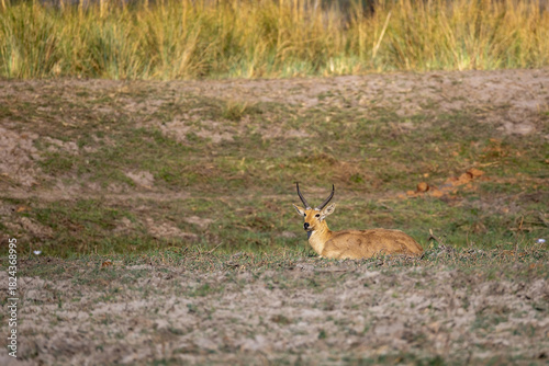 reedbuck resting on riverbank of okavango river