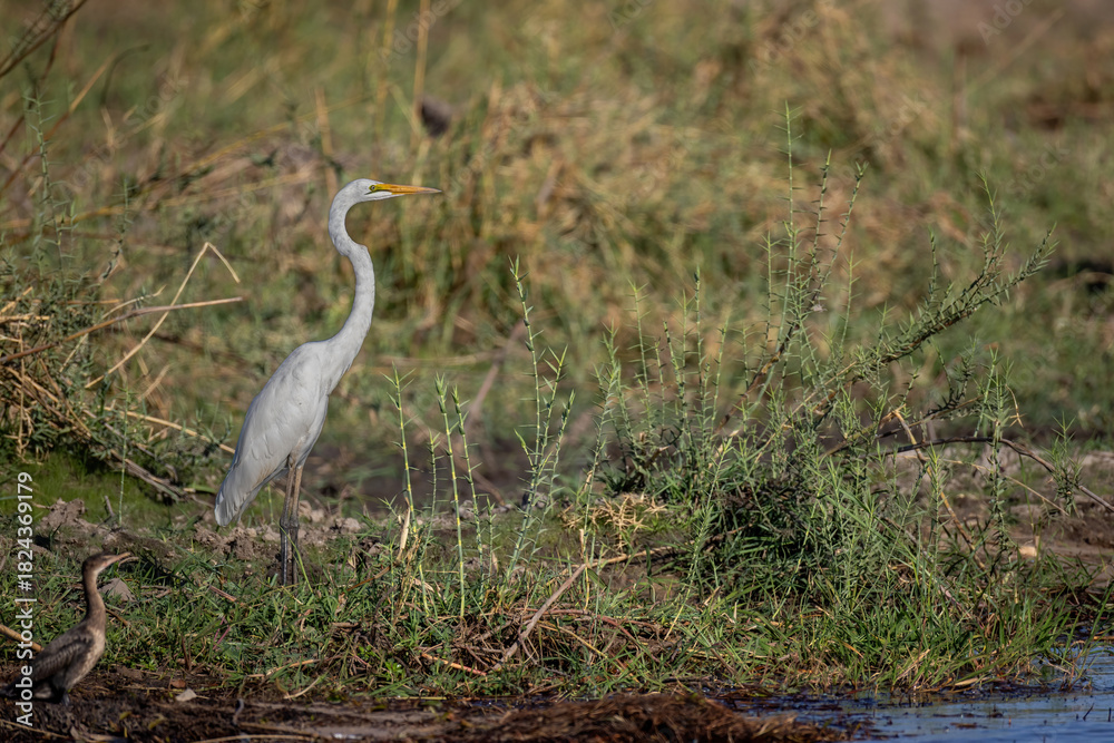 Fototapeta premium great egret on riverbank of okavango river
