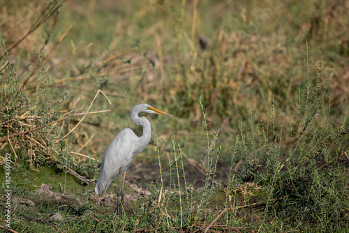 great egret on riverbank of okavango river