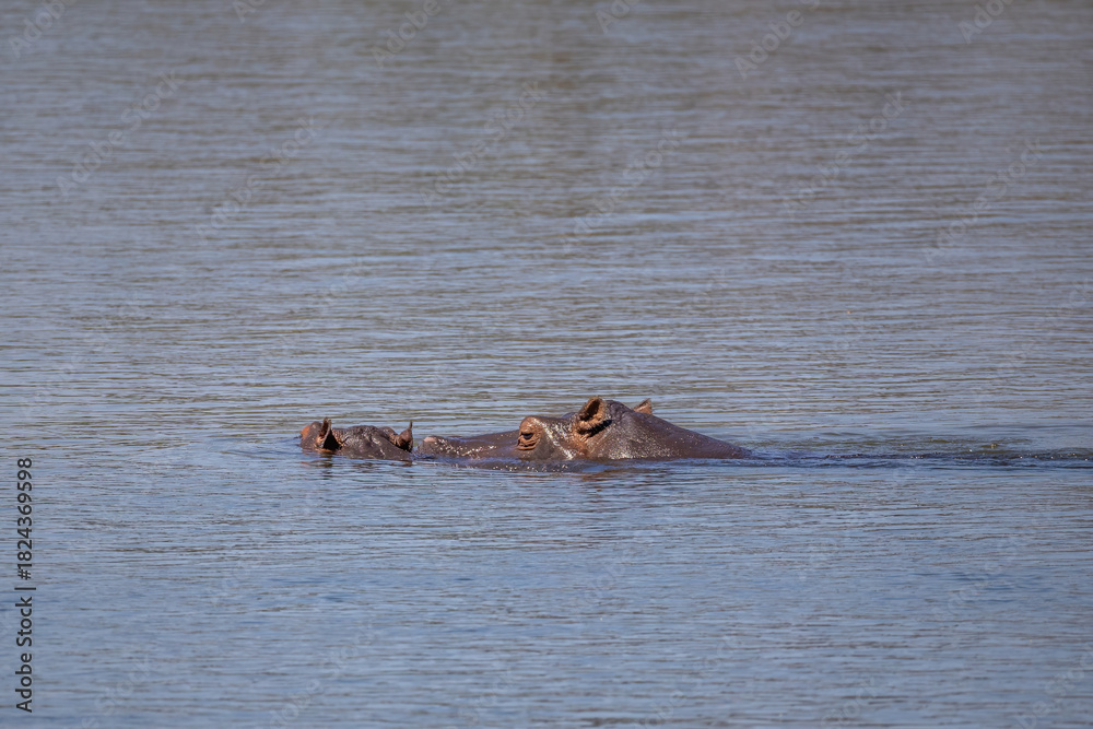 Fototapeta premium hippo partially under water in okavango river