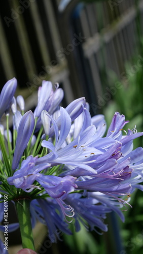 Close-up of purple Agapanthus flowers in daylight, captured at a low angle with shallow depth of field, highlighting delicate petals and stamens against a soft garden background