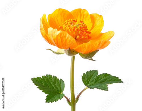 Bright orange flower with textured petals and green leaves
