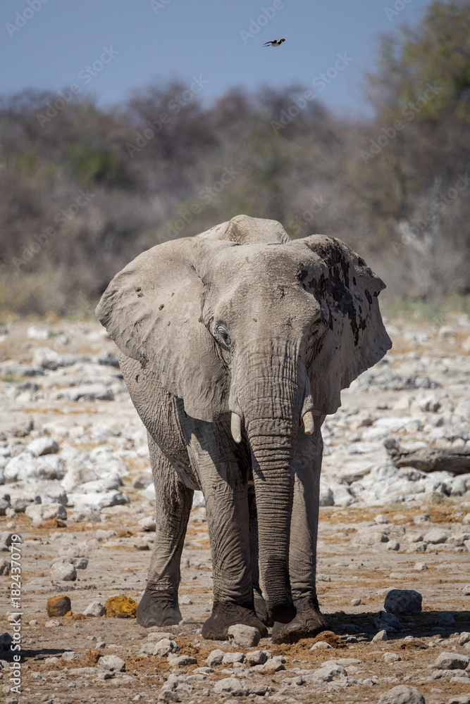 Fototapeta premium portrait of an elephant, captured in natural light against the dry African landscape