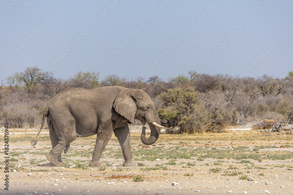 Fototapeta premium majestic elephant walking in the wild, captured in natural light against the dry African landscape