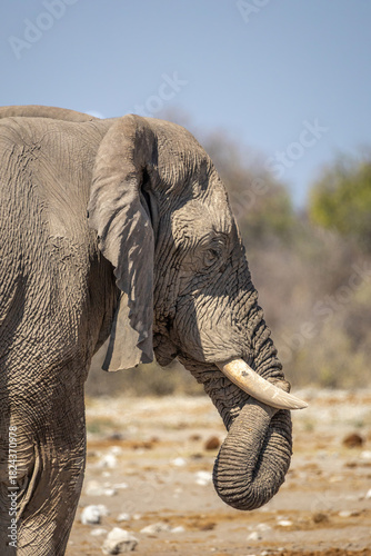 Obraz na płótnie headshot of an majestic elephant, captured against dry bushes in etosha