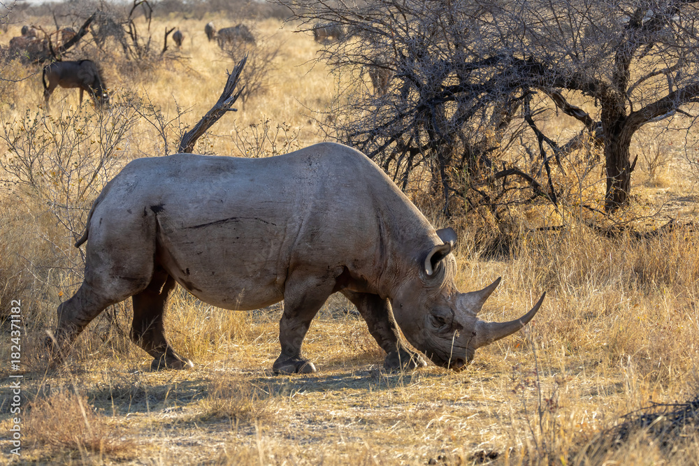 Fototapeta premium white rhinoceros in the wild 