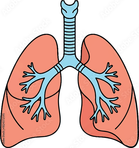 Vibrant vector illustration of the human respiratory system, showcasing the lungs, trachea, and bronchi, ideal for health, medical, and science education concepts