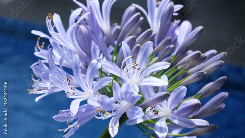Close-up of purple Agapanthus flowers in daylight, captured at a low angle with shallow depth of field, highlighting delicate petals and stamens against a soft garden background