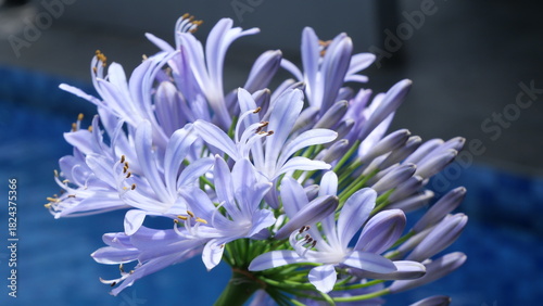 Close-up of purple Agapanthus flowers in daylight, captured at a low angle with shallow depth of field, highlighting delicate petals and stamens against a soft garden background