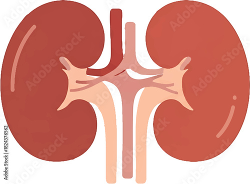 Anatomy illustration of the human kidney and its major blood vessels, showcasing the renal artery and vein