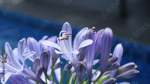 Close-up of purple Agapanthus flowers in daylight, captured at a low angle with shallow depth of field, highlighting delicate petals and stamens against a soft garden background